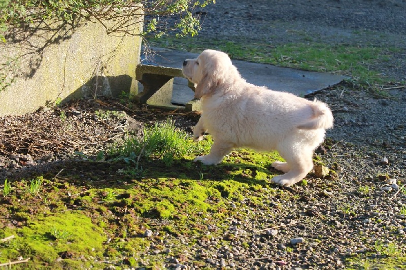 Chiot Golden Retriever de la Ferme du Rotour