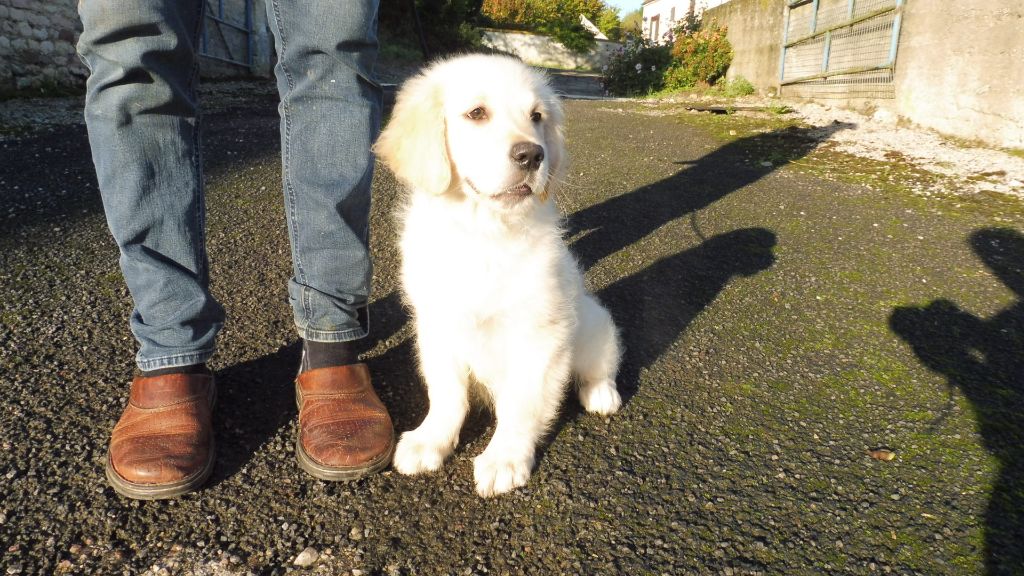 de la Ferme du Rotour - Chiots disponibles - Golden Retriever