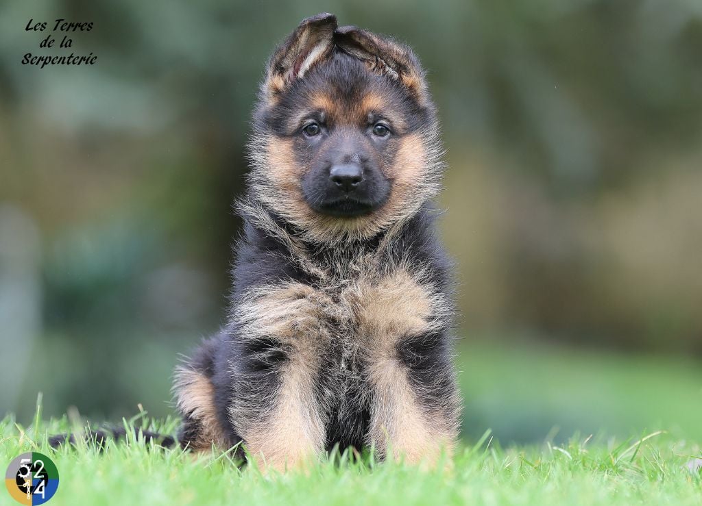 Des terres de la serpenterie - Chiots disponibles - Berger Allemand