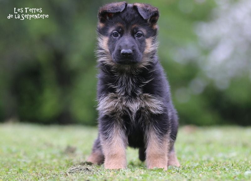 Des terres de la serpenterie - Chiots disponibles - Berger Allemand