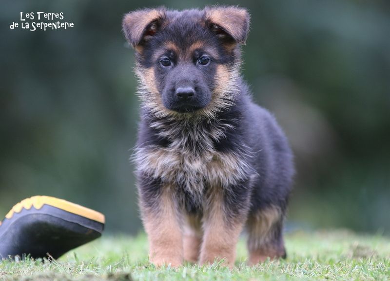 Des terres de la serpenterie - Chiots disponibles - Berger Allemand