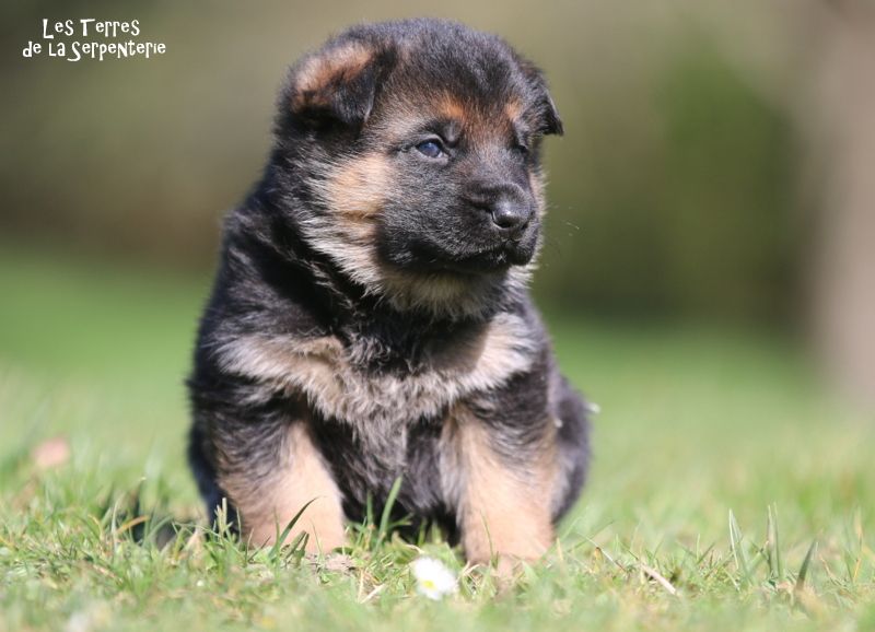 Des terres de la serpenterie - Chiots disponibles - Berger Allemand