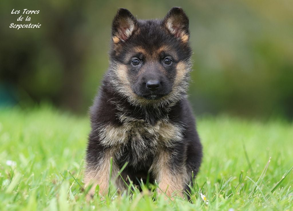 Des terres de la serpenterie - Chiots disponibles - Berger Allemand