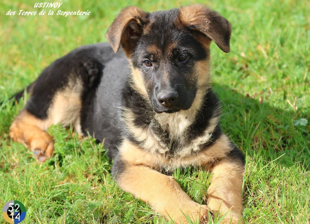 Des terres de la serpenterie - Chiots disponibles - Berger Allemand