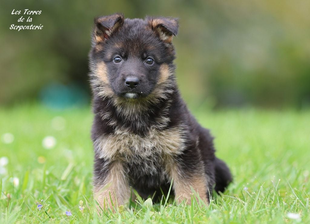 Des terres de la serpenterie - Chiots disponibles - Berger Allemand