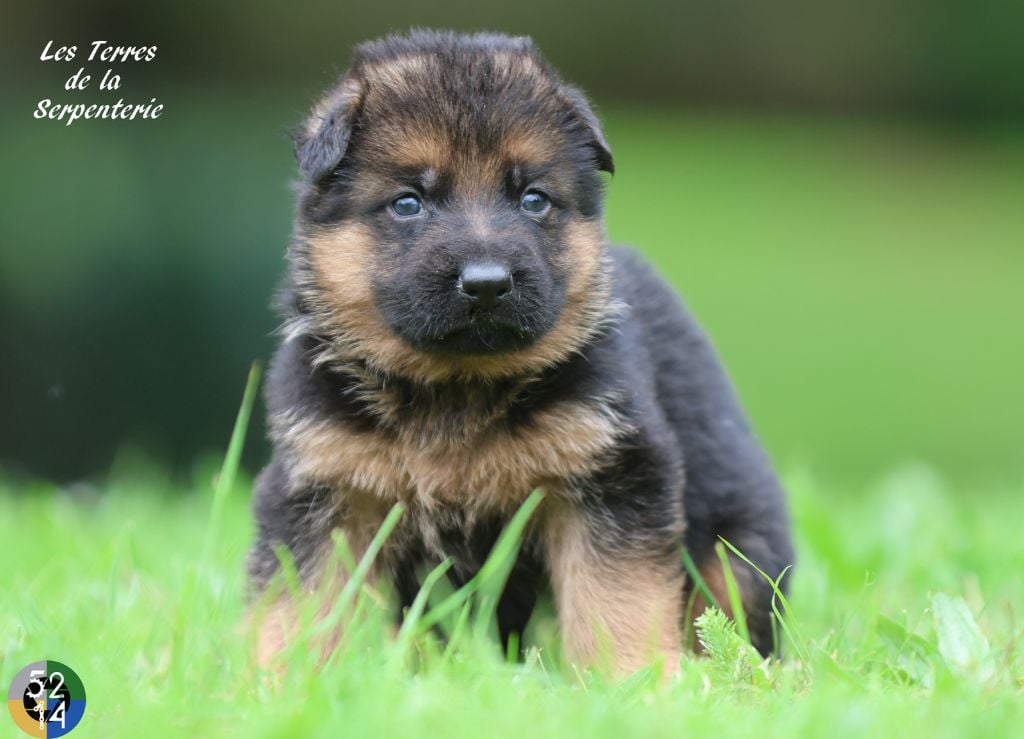 Des terres de la serpenterie - Chiots disponibles - Berger Allemand