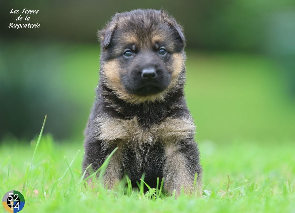 Des terres de la serpenterie - Chiots disponibles - Berger Allemand