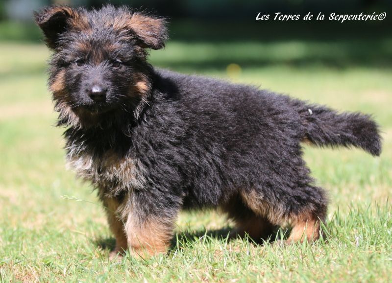 Des terres de la serpenterie - Chiots disponibles - Berger Allemand