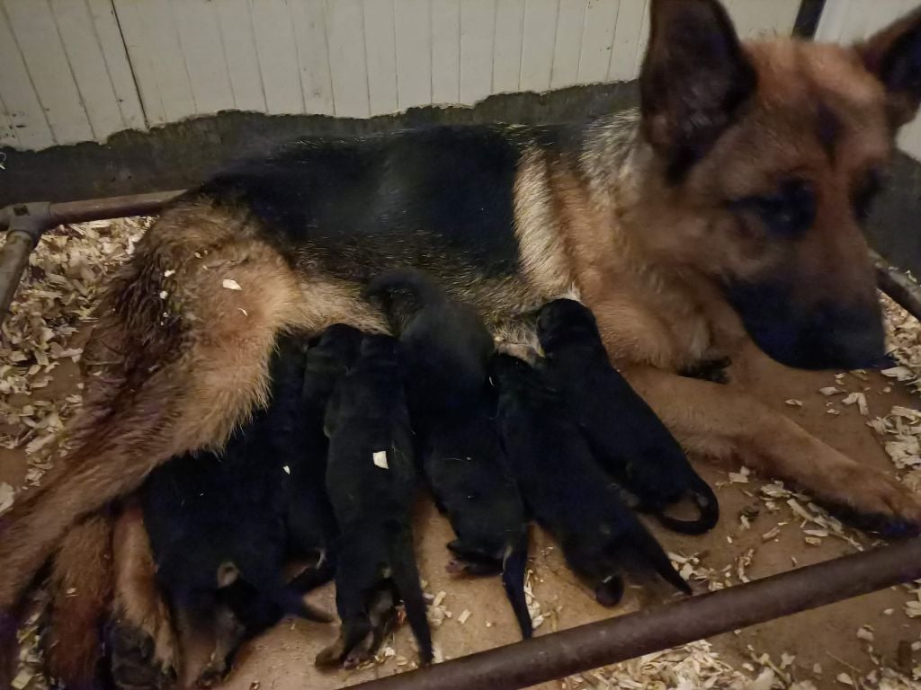 Chiot Berger Allemand Des terres de la serpenterie