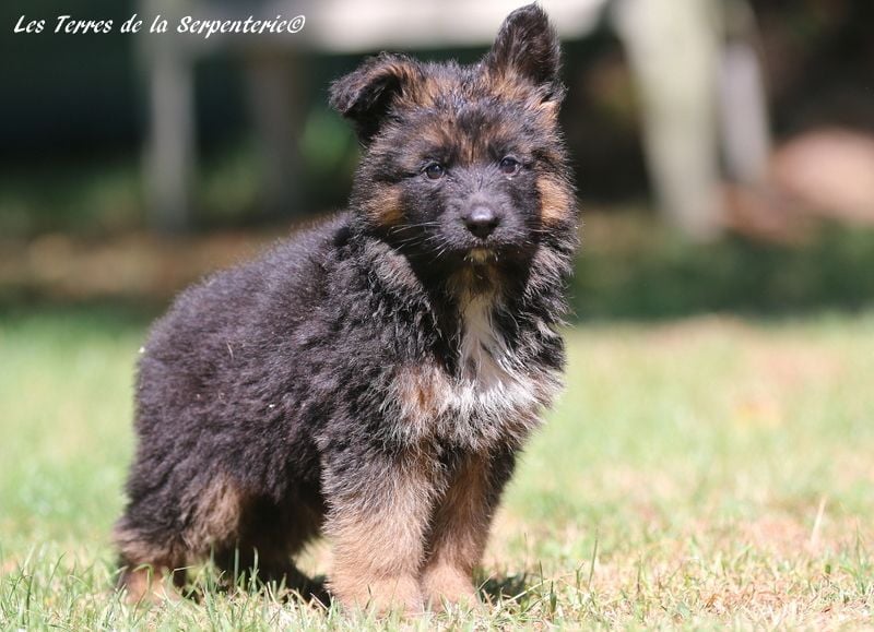 Des terres de la serpenterie - Chiots disponibles - Berger Allemand