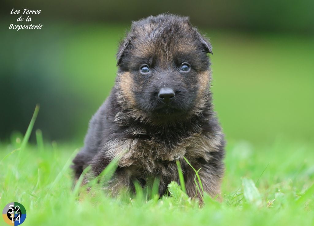 Des terres de la serpenterie - Chiots disponibles - Berger Allemand