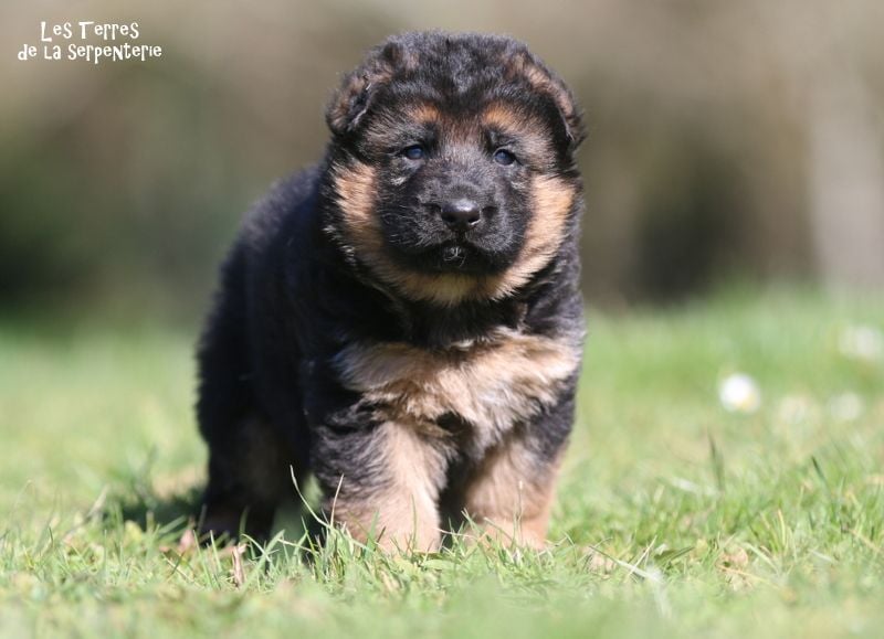 Des terres de la serpenterie - Chiots disponibles - Berger Allemand