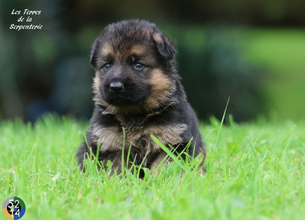 Des terres de la serpenterie - Chiots disponibles - Berger Allemand