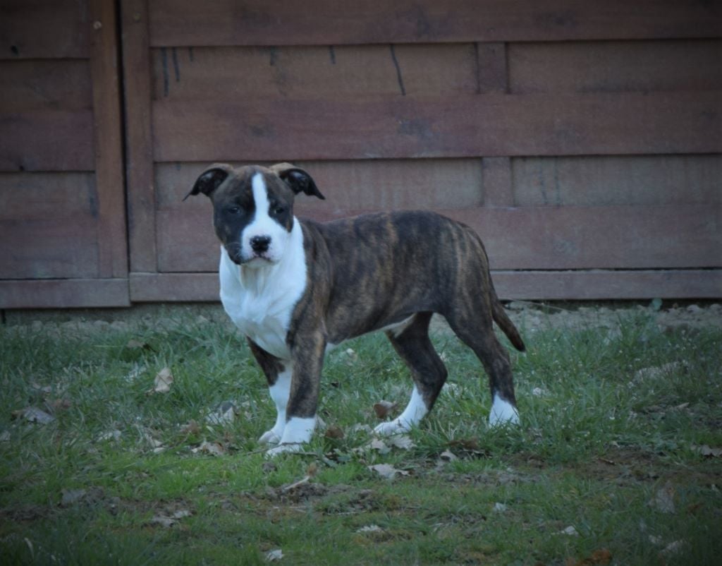 de Lady Siska - Chiots disponibles - American Staffordshire Terrier