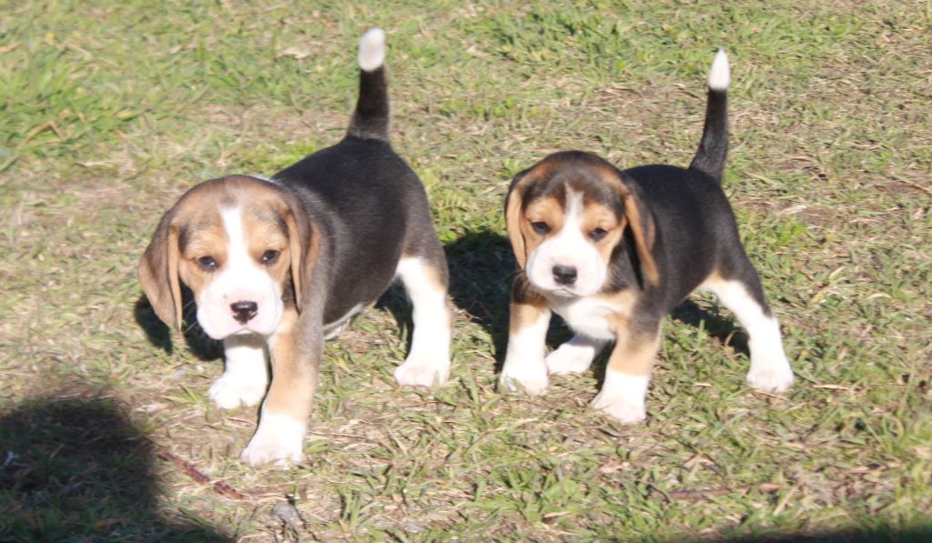 Chiot Beagle de la Magie de l'Argoat