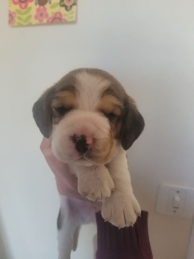 de la Magie de l'Argoat - Chiots disponibles - Beagle