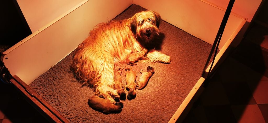 Chiots Bergers des Pyrénées 