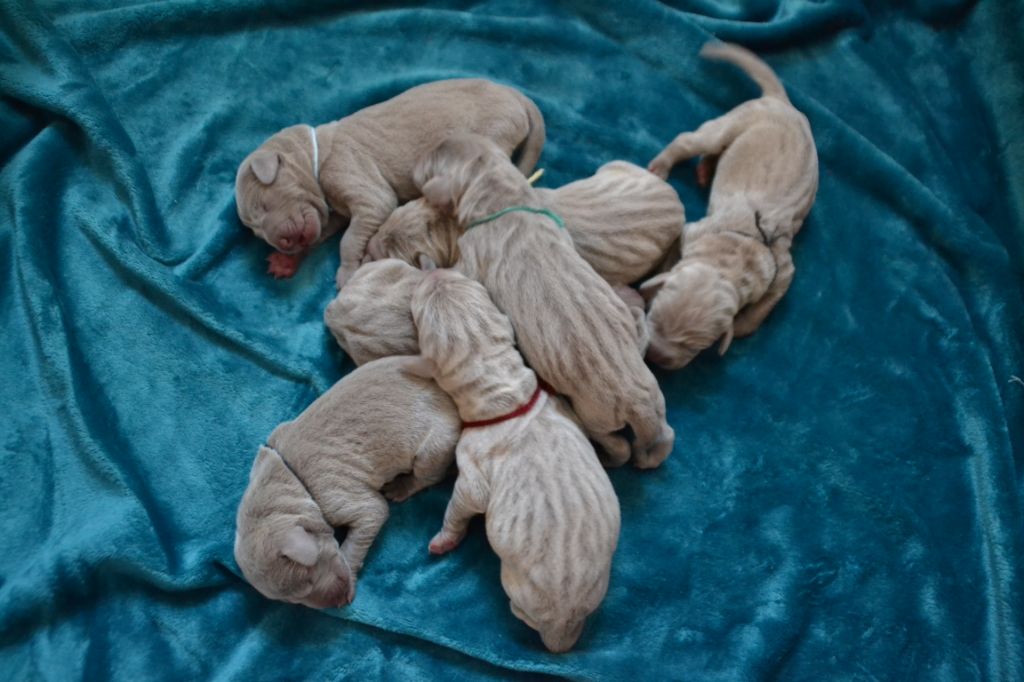 De gray ghost' de la chevalerie - Bébés de Laika et Hunza