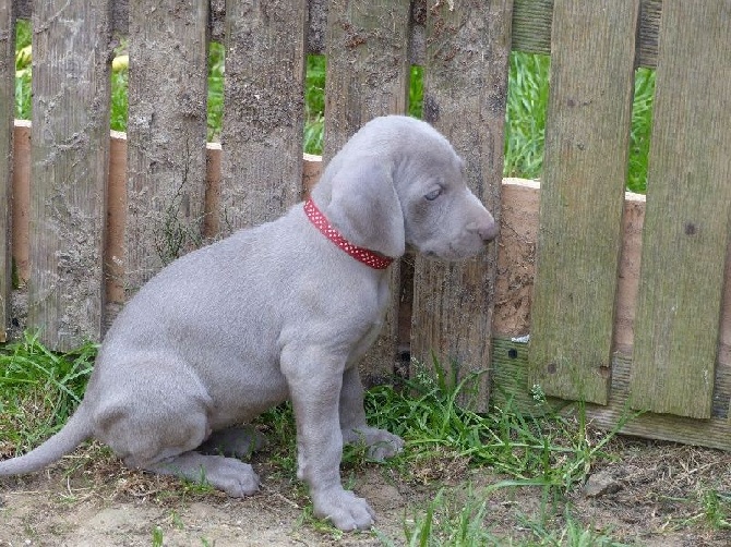 De gray ghost' de la chevalerie - bébés d'Héma et Hunza