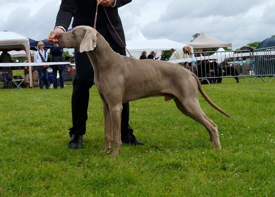 De gray ghost' de la chevalerie - Evreux CACS  juge Mr Guilbert