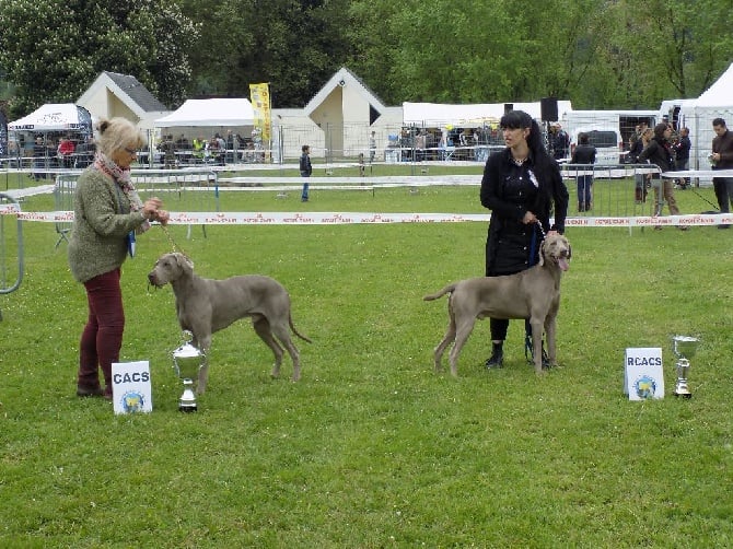 De gray ghost' de la chevalerie - EVREUX 2015