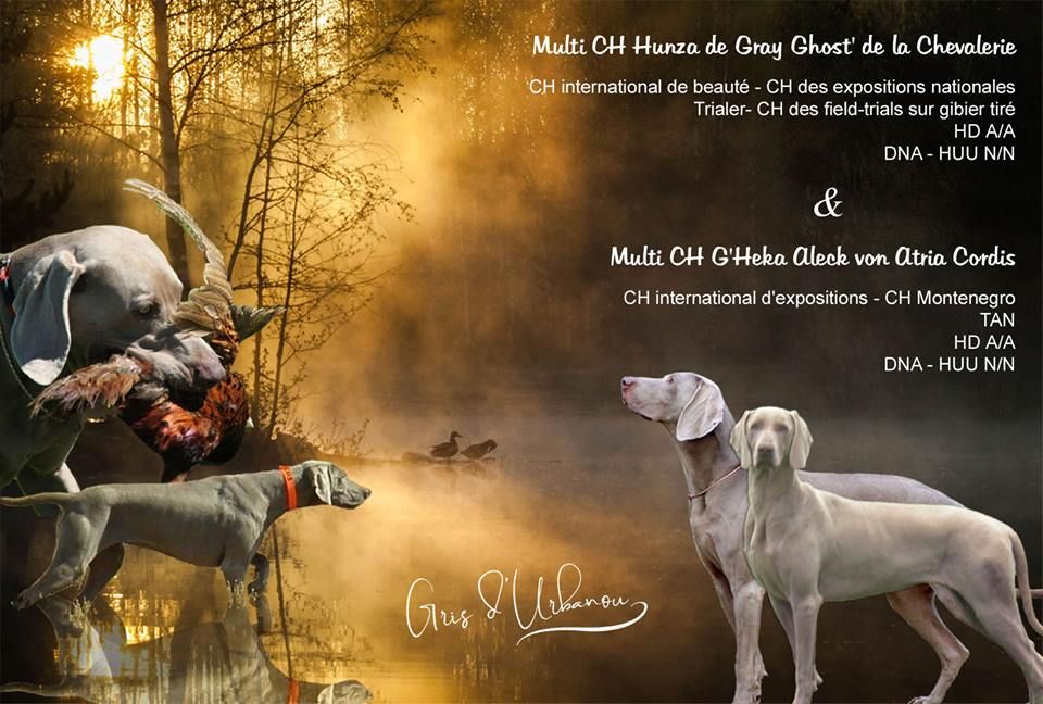 De gray ghost' de la chevalerie - Mariage