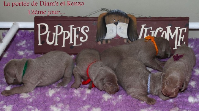 De gray ghost' de la chevalerie - WELCOME PUPPIES