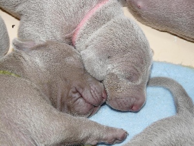 De gray ghost' de la chevalerie - DIX JOURS DE TENDRESSE