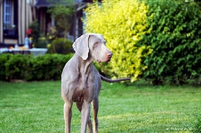 De gray ghost' de la chevalerie - HUNZA 