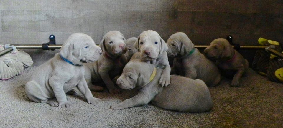 De gray ghost' de la chevalerie - les Bébés d'Iquem et Hunza