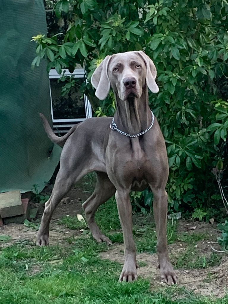 De gray ghost' de la chevalerie - Roxy et Hunza