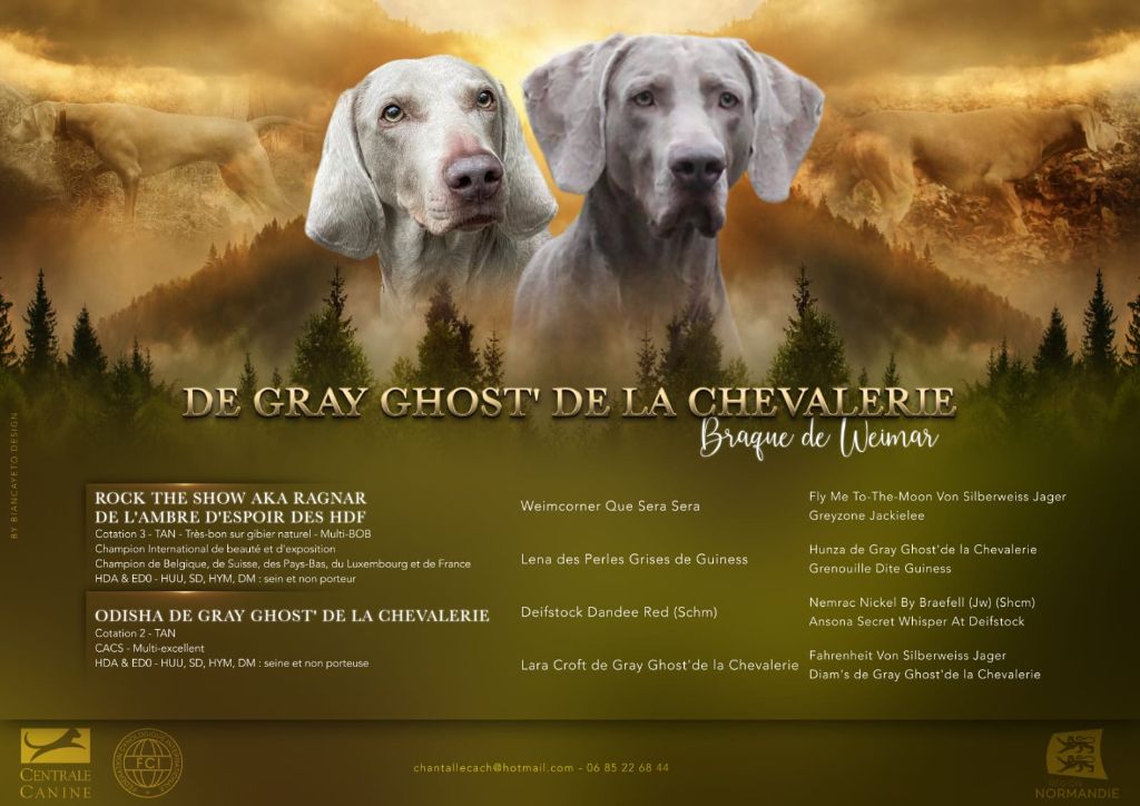 De gray ghost' de la chevalerie - Huit petits trésors gris 