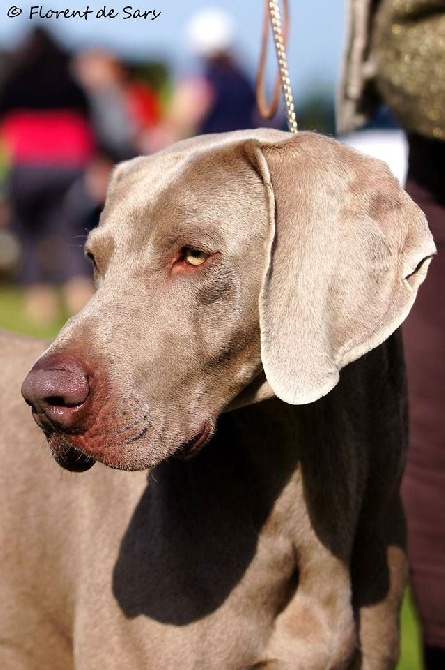 De gray ghost' de la chevalerie - Deux titres de Champion