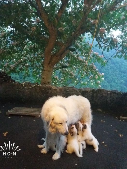 Chiot Chien de Montagne des Pyrenees du Haras de Chante-Neige