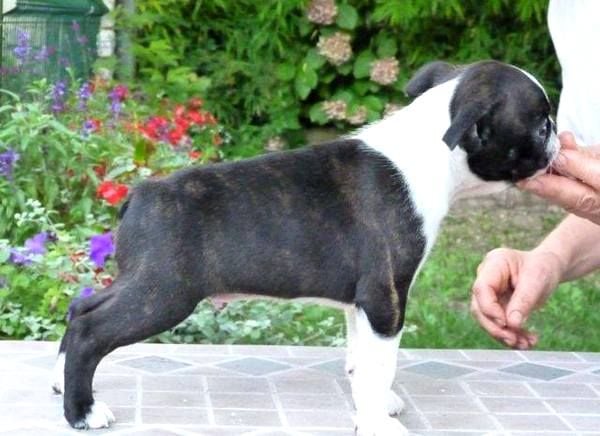 du jabelin - BB male Boston disponible