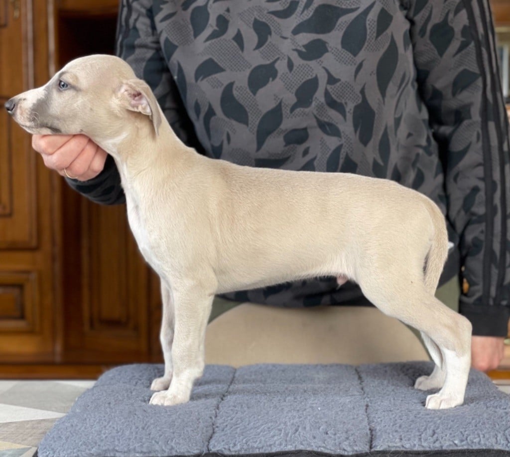 Du cap des embruns - Chiots disponibles - Whippet