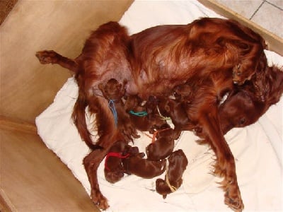 De la vallée de cléry - 8 bébés sont arrivés