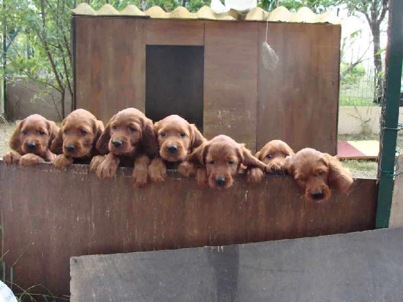 Chiot Setter irlandais rouge De la vallée de cléry