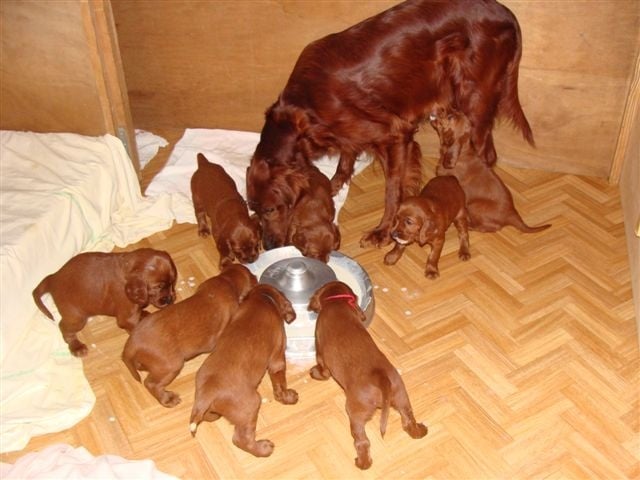 Chiot Setter irlandais rouge De la vallée de cléry