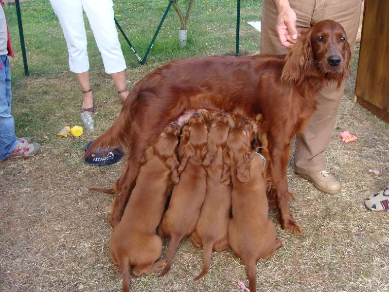 De la vallée de cléry - Setter irlandais rouge - Portée née le 08/06/2008