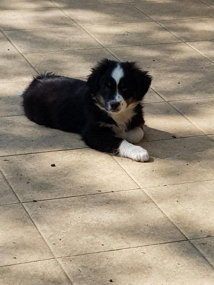 Lois' Dreams - Chiots disponibles - Berger Américain Miniature 