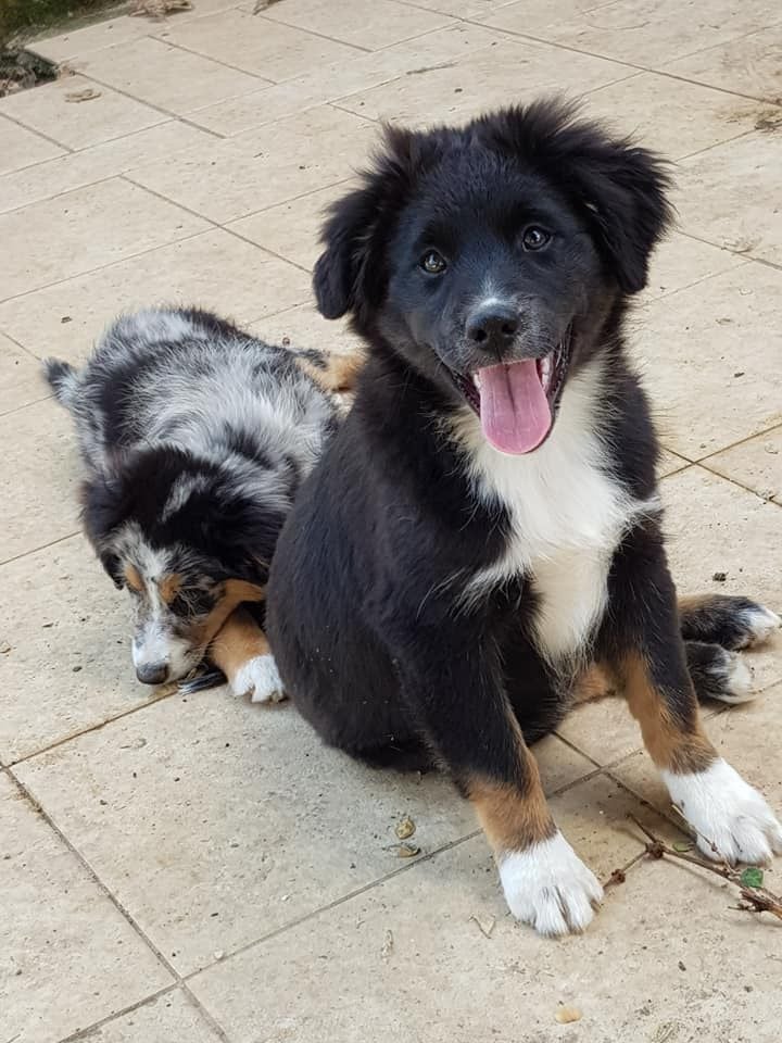 Lois' Dreams - Chiots disponibles - Berger Américain Miniature 