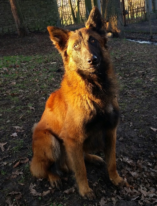 Berger belge tervueren recherche une famille ...