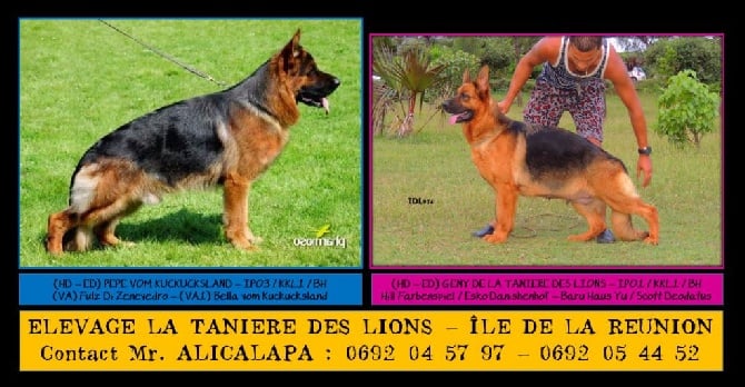 Chiots de Grandes Sélections...