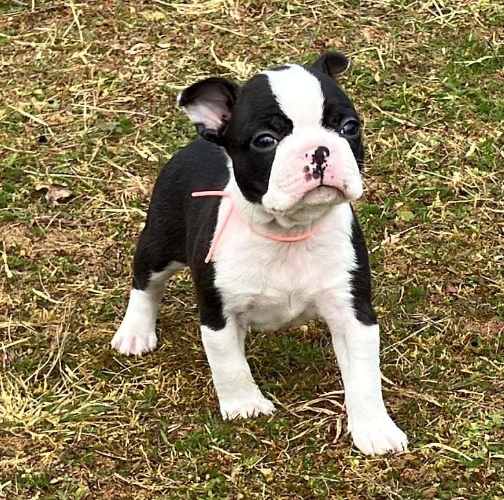 Of Honey's Bulls - Chiots disponibles - Boston Terrier