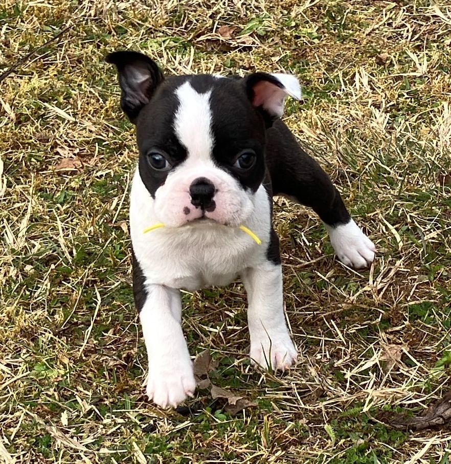 Of Honey's Bulls - Chiots disponibles - Boston Terrier