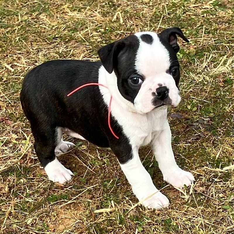 Of Honey's Bulls - Chiots disponibles - Boston Terrier