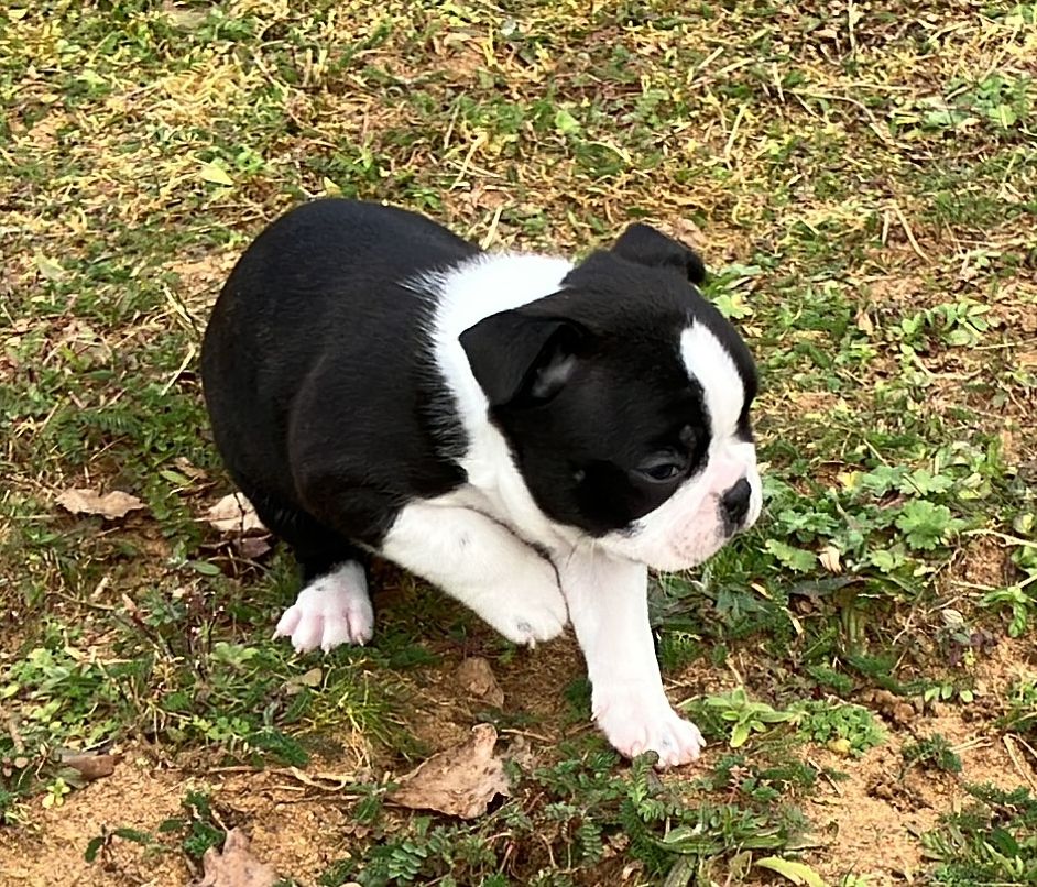 Of Honey's Bulls - Chiots disponibles - Boston Terrier