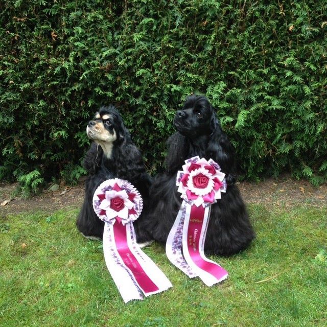 A touch of snow - Club Show 2016 du Spaniel Club Suisse