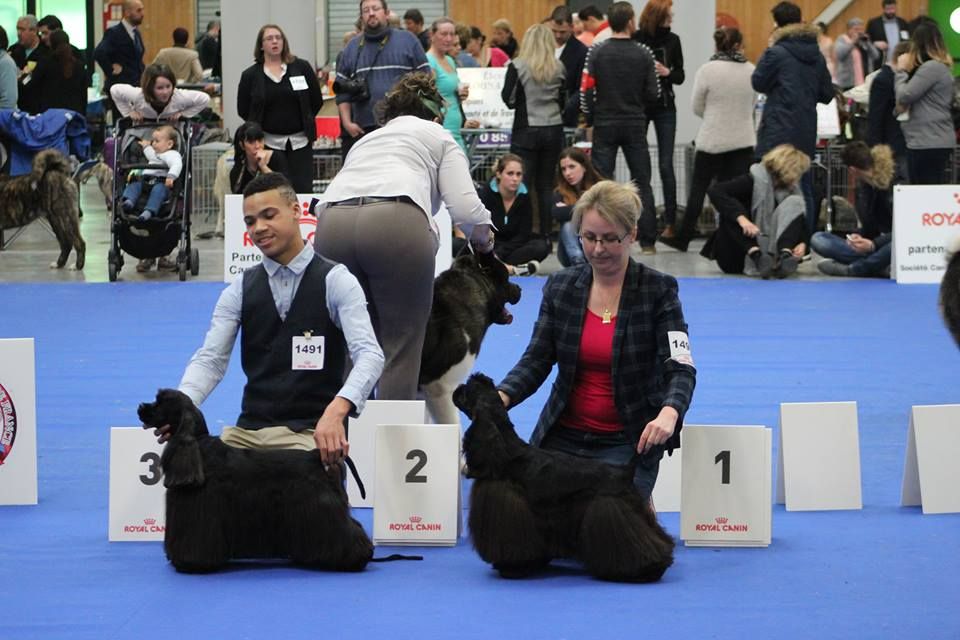 A touch of snow - Paris Dog Show 2018 Le Bourget